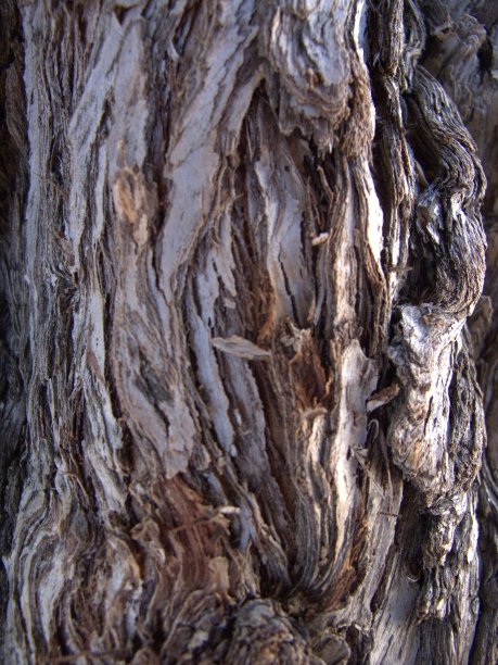 木材纹理图片下载