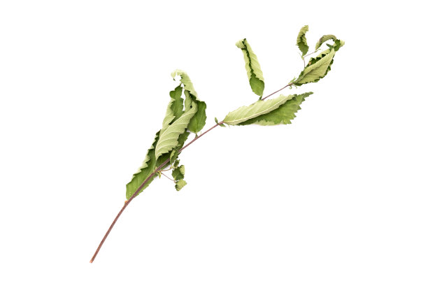 榆树干枝。图片下载