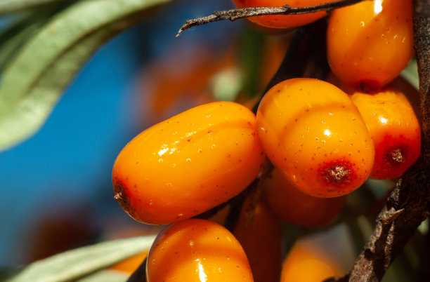 沙棘浆果宏图片下载