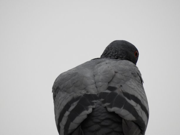 鸽子特写镜头图片下载