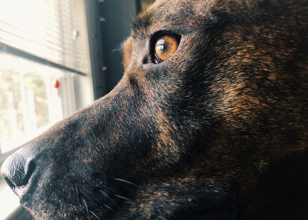 狗的眼睛图片下载