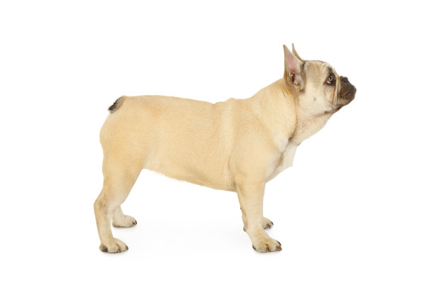 可爱的六个月大的法国斗牛犬站在白色的背景图片下载