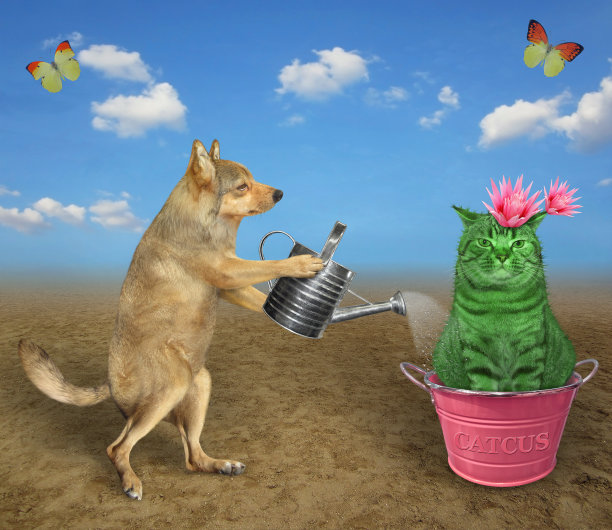 狗在金属壶里浇仙人掌图片下载