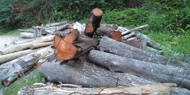 砍树自然图片下载