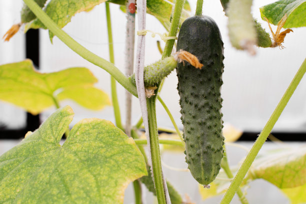 树枝上的黄瓜图片下载