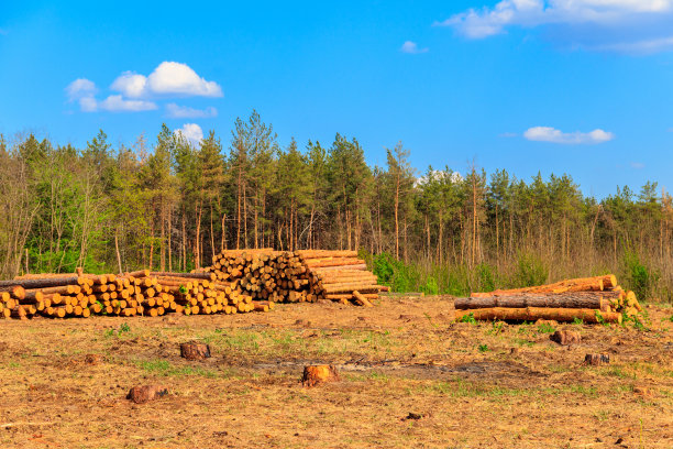 松林中被采伐业砍伐的堆积的树干图片下载