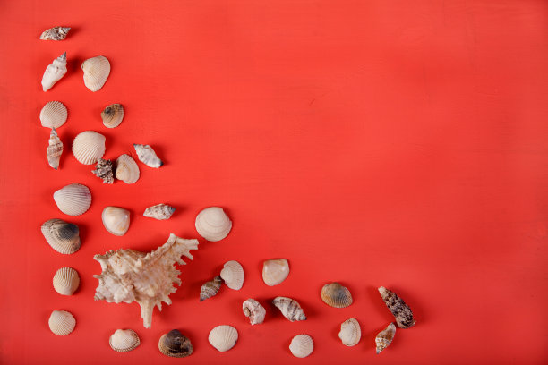 大贝壳和小贝壳美丽地分散在红色背景上。复制spa。图片下载