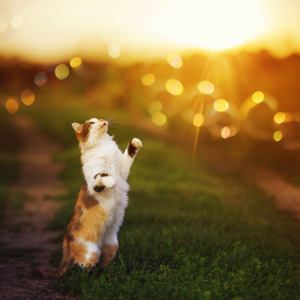 可爱的毛绒绒的猫躺在花园里的草地上，捕捉阳光的亮点图片下载