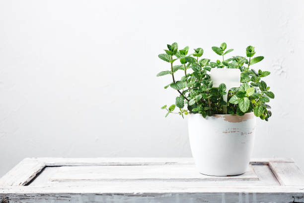 把新鲜的薄荷叶放在锅里。图片下载