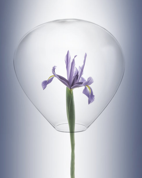 玻璃泡沫中的花朵图片下载