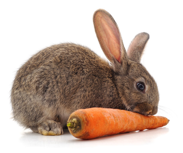 兔子和胡萝卜。图片下载