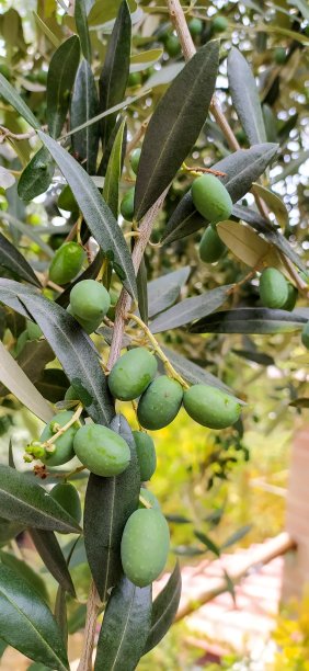 橄榄树图片下载