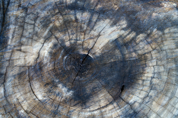 棕色大树的横截面图片下载