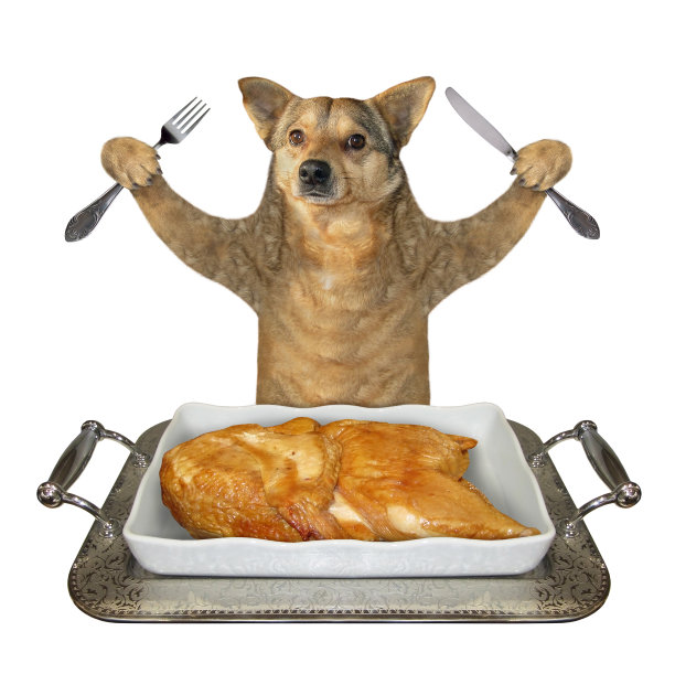 狗从金属托盘里吃鸡肉图片下载