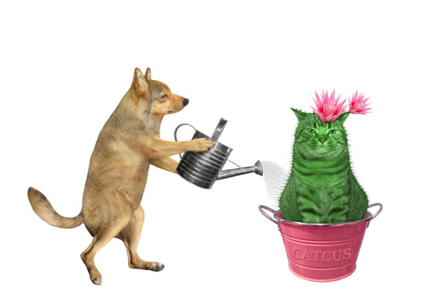 狗在金属罐里给仙人掌浇水图片下载