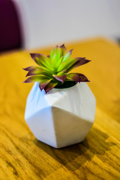 白瓷当代花盆中的多肉植物。图片下载