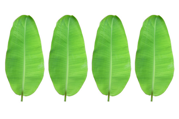 banana​ leaves isolated​ on white background.图片下载