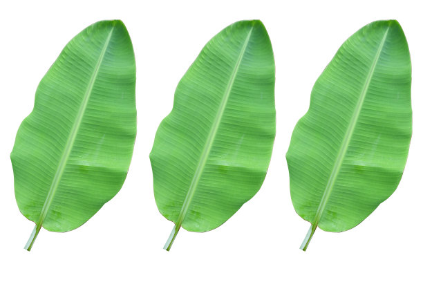 芭蕉叶孤立在白色背景上。图片下载