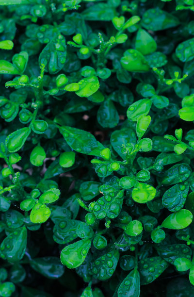 绿叶图案背景，自然背景和壁纸。图片下载