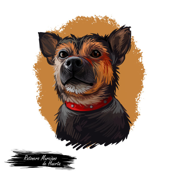 拉托内罗·穆尔西亚诺·德韦尔塔的狗的肖像孤立在白色。数码艺术插图的手绘狗为网页，t恤印花和小狗的食物封面设计。莫西亚·拉特或韦尔塔·拉特。图片下载