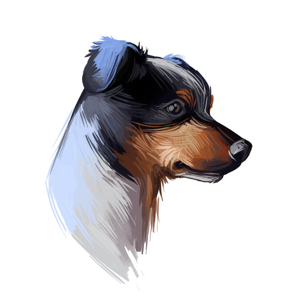 拉托内罗博德盖罗安达卢兹狗的肖像孤立在白色。数码艺术插图o网页，t恤印花和小狗封面设计。Perro Ratonero Andaluz，安达卢西亚酒窖捕鼠犬图片下载