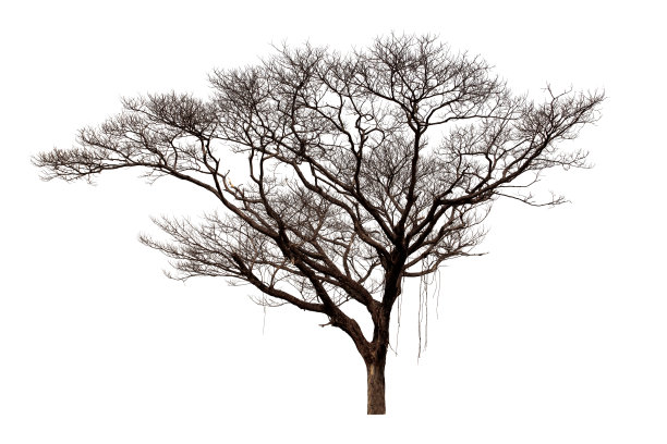 死树孤立在白色背景，热带树孤立用于设计，文件包含与剪切路径，这样容易工作。图片下载