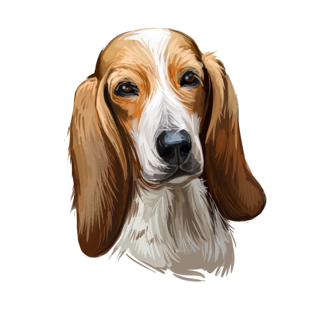 萨布索菲诺哥伦比亚狗的肖像孤立在白色。数码艺术插图的手绘狗为网页，t恤印花和小狗的食物封面设计。哥伦比亚猎犬，哥伦比亚的猎犬。图片下载