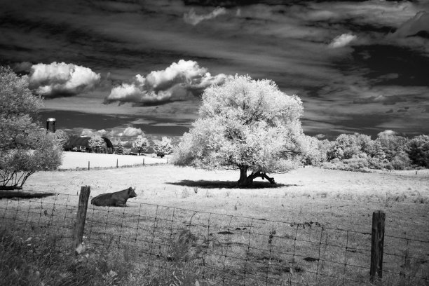 Bnw红外牛图片下载