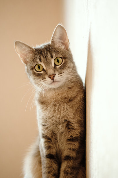 一个美丽的灰猫黄色眼睛的特写肖像。一只家猫坐在沙发上看着镜头。家里有只猫。图片为兽医诊所，关于猫的网站图片下载