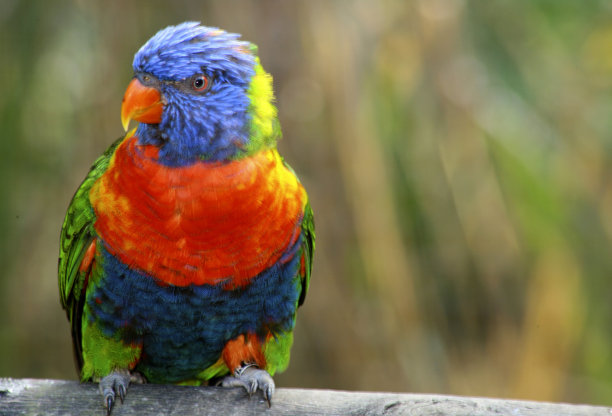 彩虹吸蜜鹦鹉图片下载