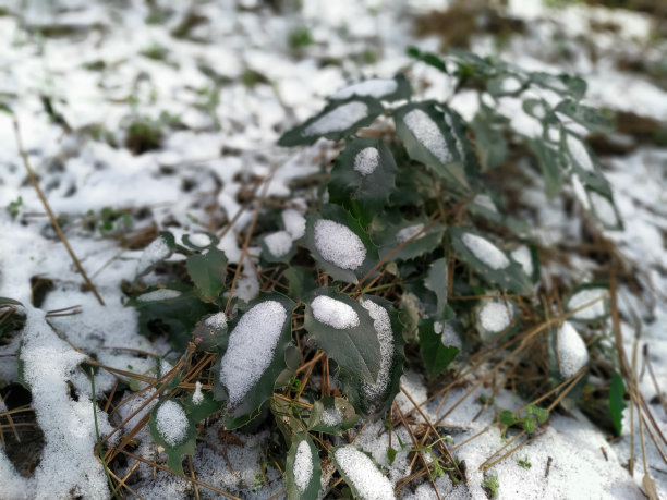 绿叶上的白雪图片下载