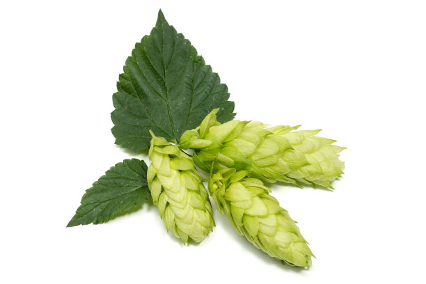 带有叶子的啤酒花圆锥。孤立在白色图片下载