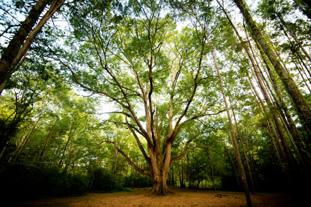 古老的橡树图片下载