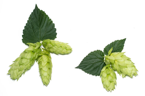 带叶子的啤酒花。隔离在白色上图片下载