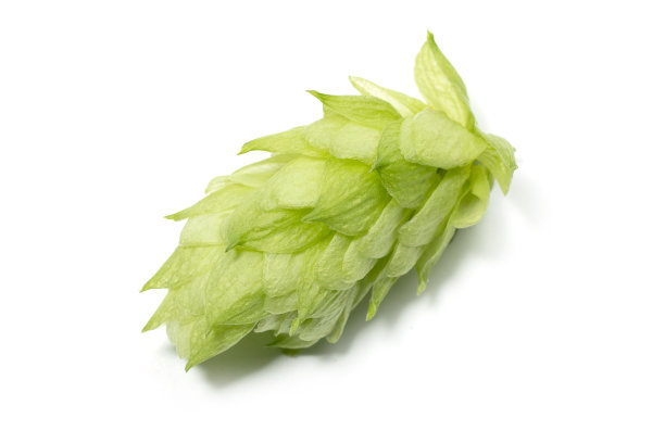 啤酒花圆锥孤立在白色背景图片下载