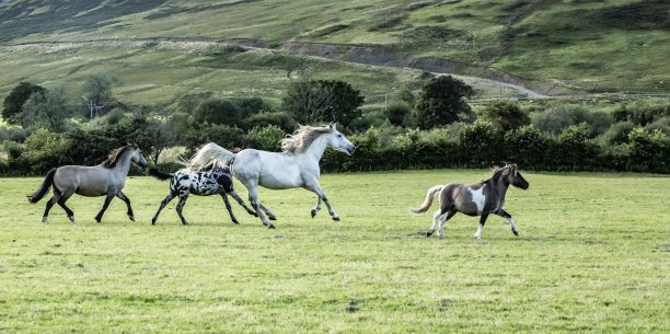 一群马跑过田野。图片下载