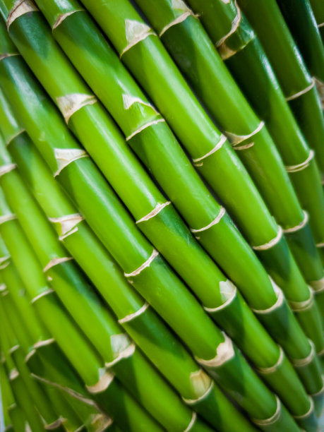 竹特写镜头图片下载