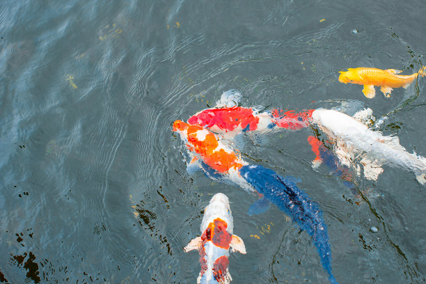 锦鲤鱼图片下载