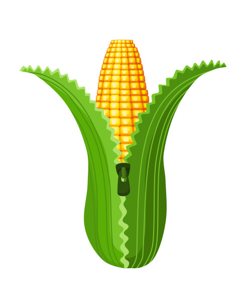 玉米。孤立的成熟玉米穗。黄色的玉米芯，绿色的叶子。夏季农场设计元素。甜玉米束图片下载