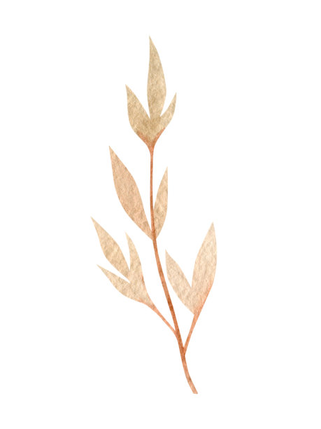 手绘水彩干花和叶子。图片下载