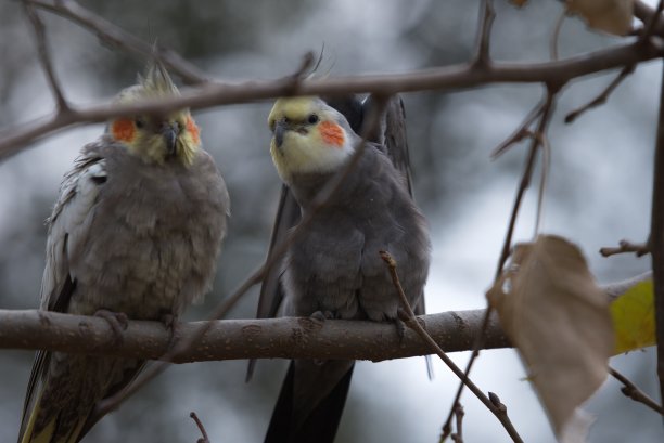 动物和鸟类照片图片下载