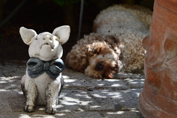 一只睡着的狗的肖像图片下载