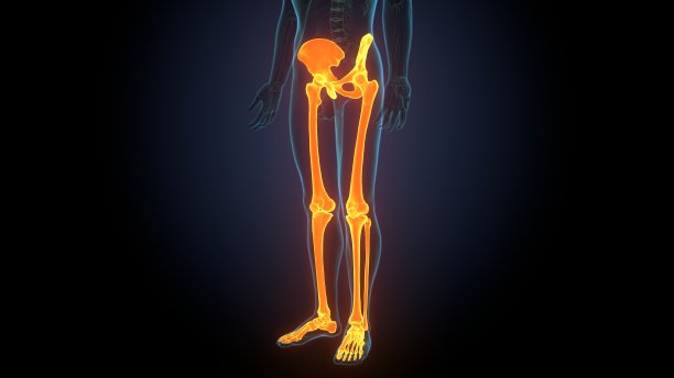 人体骨骼系统下肢骨骼解剖3D插图图片下载