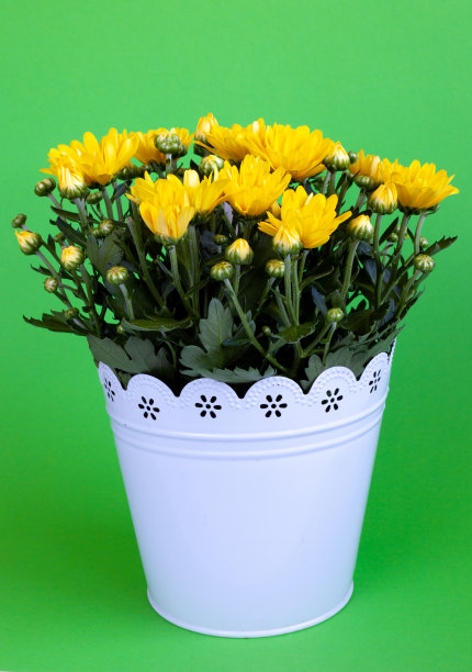 一束黄色菊花在一个白色的盆孤立在绿色的背景。带有文字位置的明信片。秋花，花机器人特写。在家种一朵花。副本的空间。菊花布什图片下载
