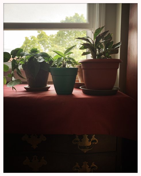 夏天窗边的室内植物图片下载