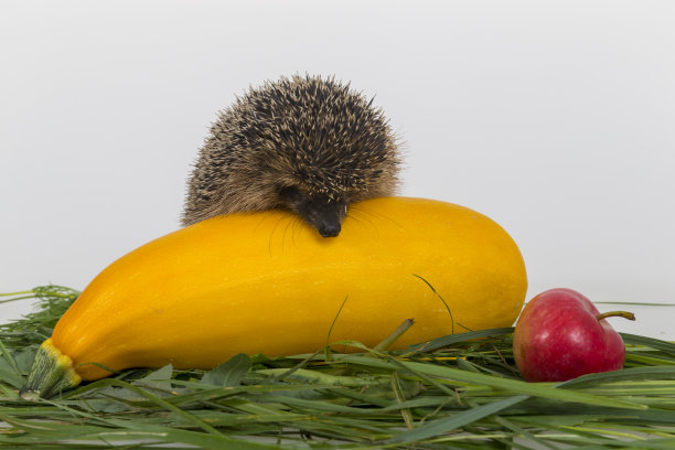 刺猬。秋天的静物画。图片下载