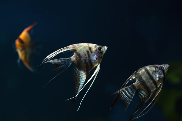 在水族馆里游泳的热带神仙鱼图片下载