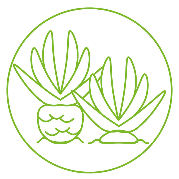 孤立的热带网站图片下载