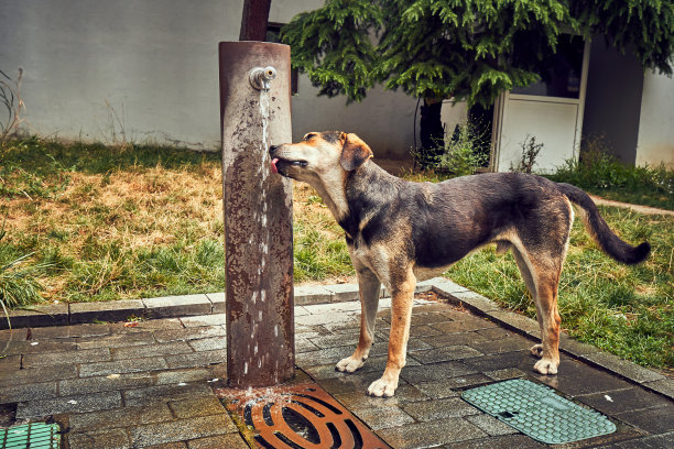 牧羊犬从玩耍中休息，从脸上喝水图片下载