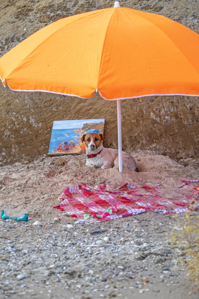 潮湿的杰克罗素梗坐在伞下，在潮湿的沙子附近的海边与一张图片，休息，水平格式图片下载